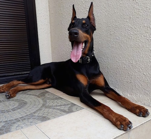 A large breed, shorthaired, black and tan dog with large ears that stand up to a point, a big pink tongue hangning out, a long muzzle, big black nose and dark eyes laying down in front of a doorway at a house